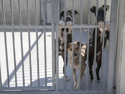 Perros acogidos en el Centro de Protección Animal de Madrid, la perrera ubicada en el barrio de La Fortuna.