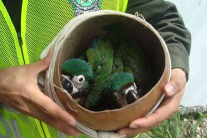 Algunas de las aves confiscadas en el operativo