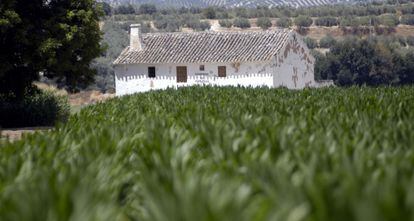 Una vista de un cultivo de maíz en Tabernas.