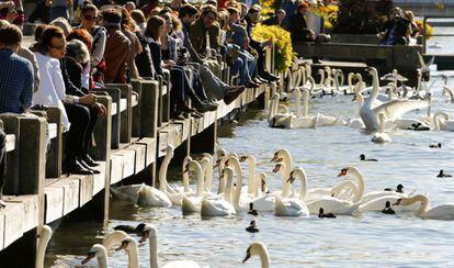 Decenas de cisnes se reúnen cerca de la gente que disfruta del clima soleado de otoño en las orillas del lago de Zurich, en Zurich, 17 de octubre 2013.