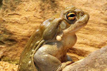 La dimetiltriptamina se puede extraer del sapo &#039;bufo alvarius&#039;. 