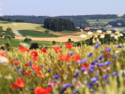 Los paisajes que alternan cultivos con áreas seminaturales favorecen la biodiversidad y las cosechas.