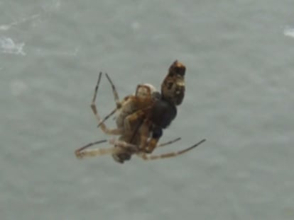 Una araña tejedora del laboratorio de Wuhan (China).