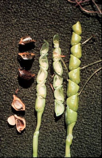 Granos y mazorca del teosinte, el antecesor del maíz.