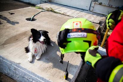 Perro de rescate Orly