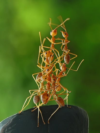 Un grupo de hormigas en Indonesia.