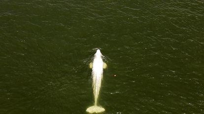Saint Pierre La Garenne (France), 07/08/2022.- A handout photo made available by the non-profit marine conservation organization Sea Shepherd shows a lost Beluga whale swimming in a lock of the Seine river in Saint Pierre la Garenne, Normandy Region, France, 07 August 2022 (issued 08 August 2022). The strayed whale was first spotted on 02 August and a search and rescue operation has been taking place since. (Francia) EFE/EPA/SEA SHEPHERD FRANCE / HANDOUT HANDOUT EDITORIAL USE ONLY/NO SALES
