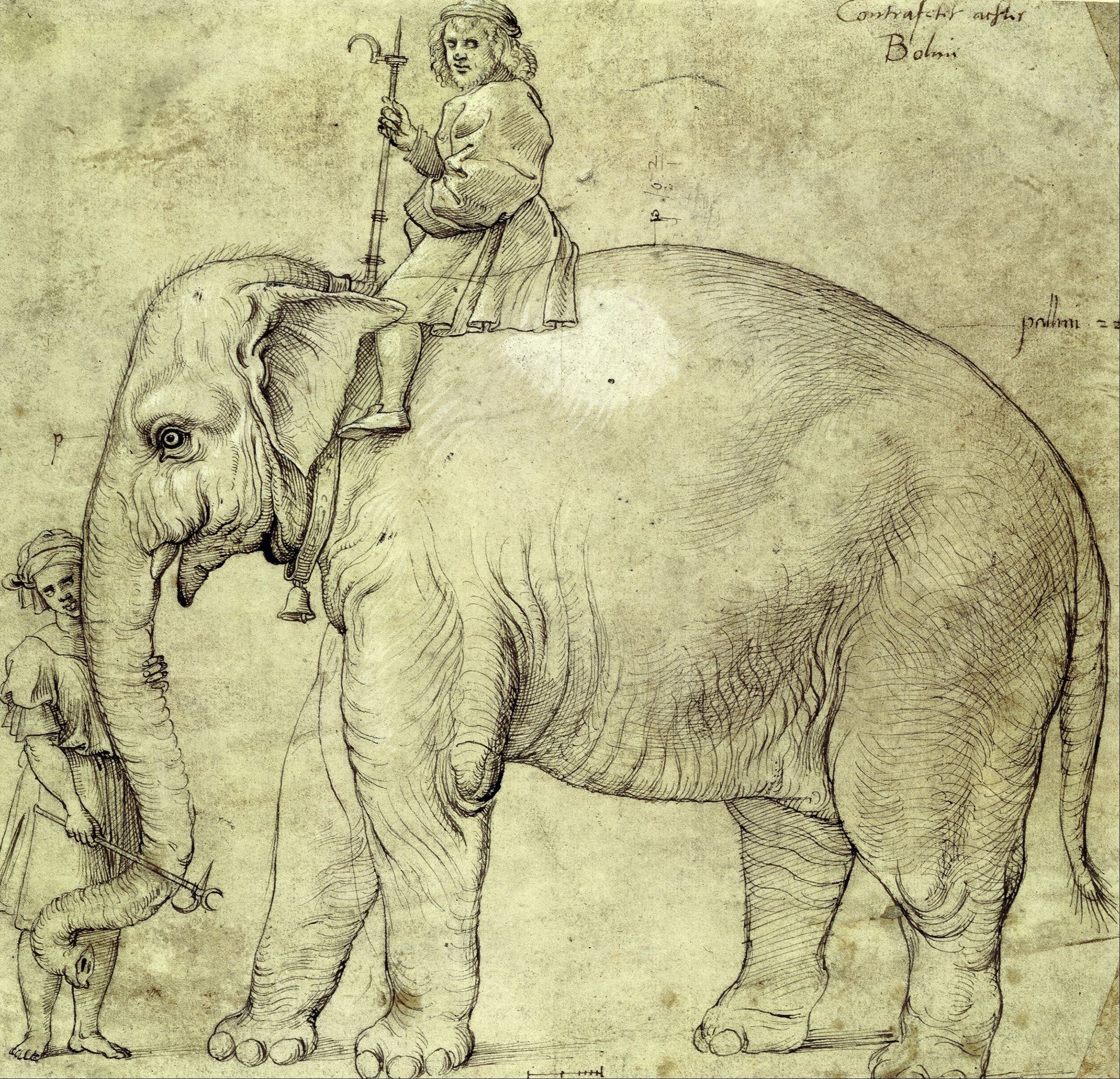 Dibujo de Hanno, el elefante del papa León X, que pintó Rafael en 1516.