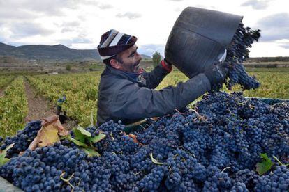 a vendimia se ha iniciado en los &uacute;ltimos d&iacute;as en Rioja con la recogida de la uva blanca en las parcelas m&aacute;s tempranas de la subzona Rioja Baja.