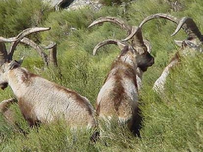 Un grupo de cabras montesas en los altos del valle del Jerte.