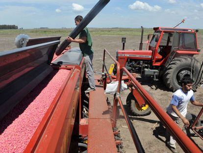 Carga de soja en un campo cultivado por Los Grobo en Pehuaj&oacute;.