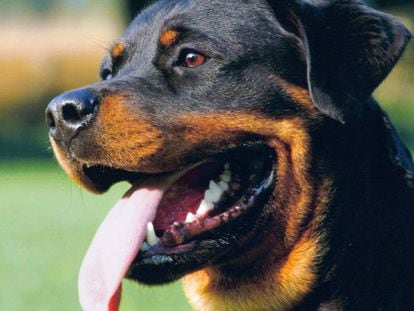 Un ejemplar de raza rottweiler. 