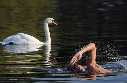 Nadadores toman un baño junto a los cisnes en una mañana en el Lago Serpetine de Londres (Gran Bretaña).