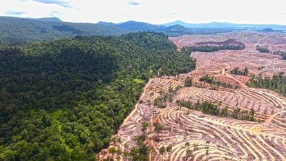 Deforestación en la isla de Borneo. Indonesia ha perdido 13 millones de hectáreas de bosque tropical desde el año 2000, según Auriga y otras ONG indonesias.