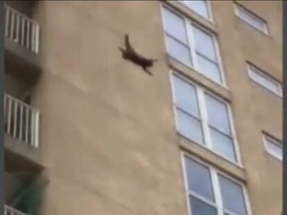 Un mapache se lanza desde un noveno piso en Nueva Jersey.