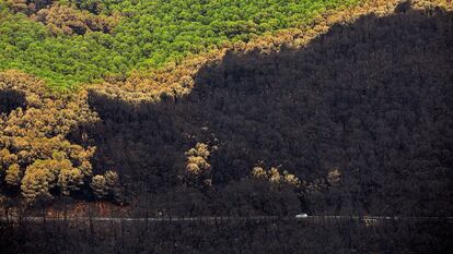Zonas quemadas por el incendio de Sierra Bermeja, en el área de Puerto de Peñas Blancas, a 14 de septiembre 2021, en Estepona (Málaga).