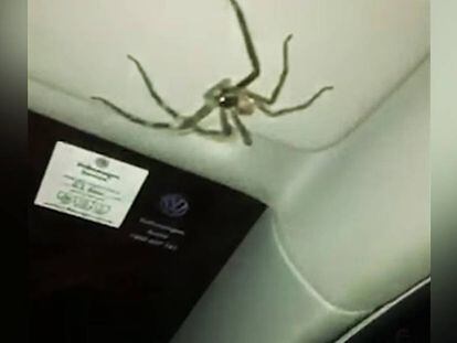 La araña gigante, en el techo del coche.