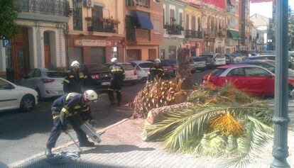 Los bomberos retiran la palmera ca&iacute;da este martes en la calle Barraca.