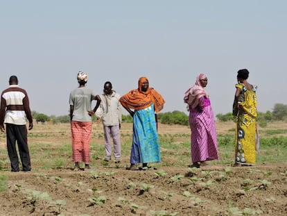 Un grupo de agricultores que practica los principios de la agroecología en las afueras de Yamena (Chad).