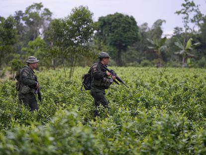 Policías antinarcóticos caminan por un campo de coca en Putumayo (Colombia), en abril de 2022.