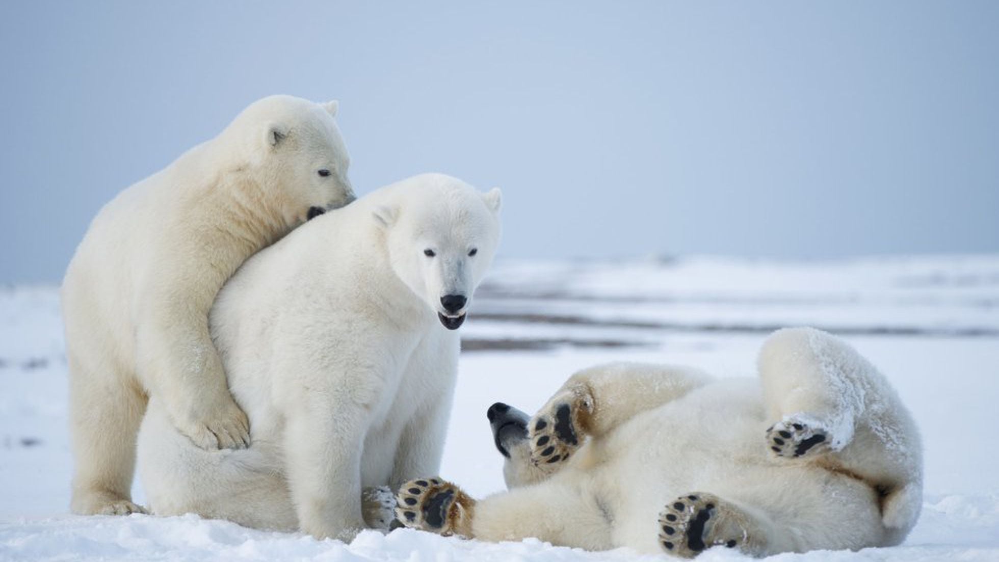 Los osos polares desaparecerán en 80 si no se actúa | Ciencia | EL