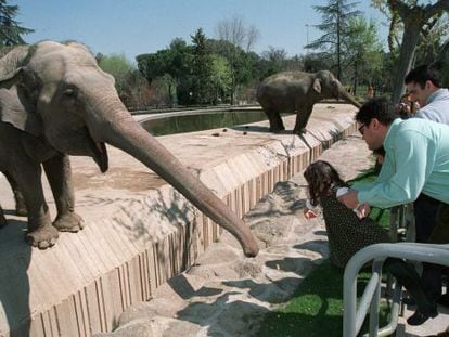 Una niña da de comer a un elefante en el Zoo de Madrid.