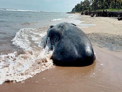 La ballena jorobada varada en las costas de Cárdenas (Tabasco), en una imagen compartida en redes sociales.