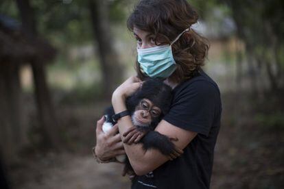 La voluntaria francesa Audrey Lenormand, de 27 años, sostiene en brazos al bebé chimpancé Soumba por primera vez tras ser rescatado de los traficantes por la asociación GALF.
