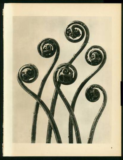 Fotografías de la serie de los años veinte 'Formas artísticas de la naturaleza', de Karl Blossfeldt.