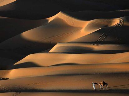 Un hombre camina con un camello por el desierto de Liwa en Abu Dabi.