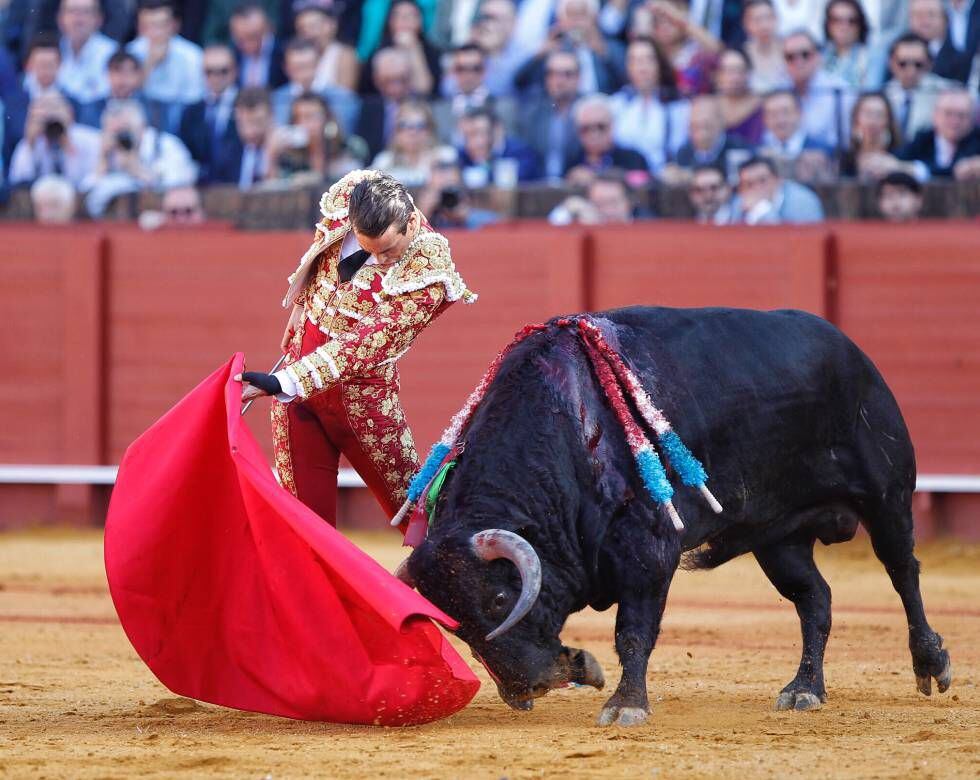 El toro 'Encendido', de Núñez del Cuvillo, en la muleta de José María Manzanares.