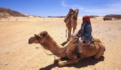 Un beduino monta un dromedario en el desierto.