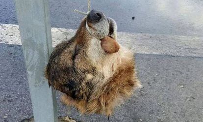 Cabeza de lobo colgada en una carretera de La Doringa (Asturias).