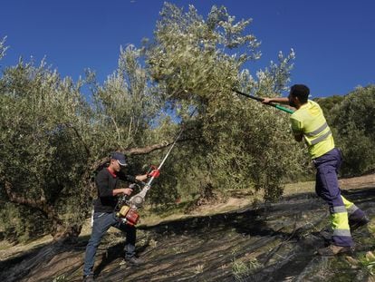Dos jornaleros trabajan en un olivar de Jaén.