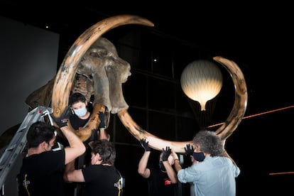 Colocación de las defensas al esqueleto del mamut adquirido por CosmoCaixa.