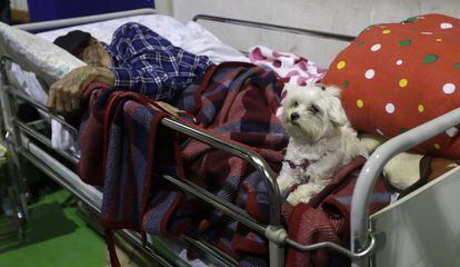 Un hombre de 97 años duerme con su perro en un refugio temporal en un polideportivo de Amatrice. 