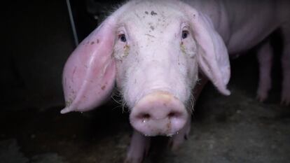 Un cerdo enfermo de la explotación de Domingo del Pozo en Quintanilla del Coco (Burgos).
