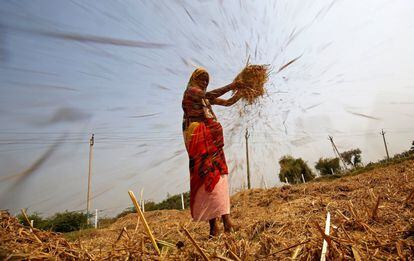 Una mujer en un campo de arroz en Ahmedabad (India).