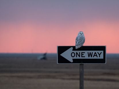 Un búho en un paisaje al atardecer.