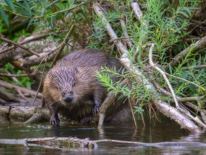 Un castor europeo entre ramas en un río.