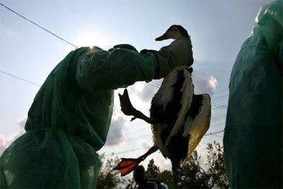 Un policía rumano sujeta un pato doméstico sospechoso de padecer gripe aviar.