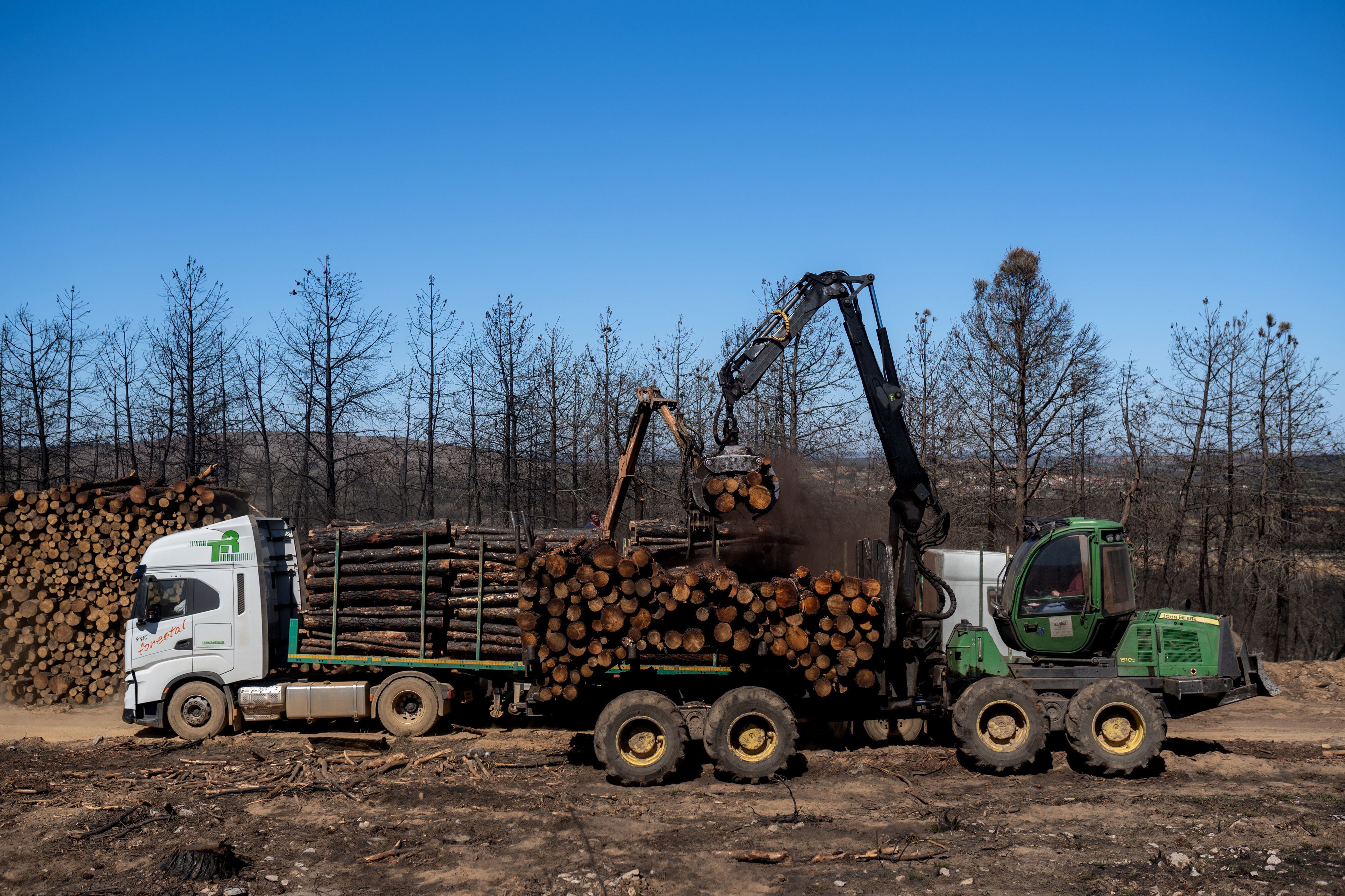Trabajos de saca de la madera quemada en los incendios de verano de 2022 en la sierra de la Culebra.