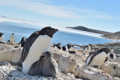 Dos crías de pingüinos de Adelia junto a su madre en la bahía de Lützow-Holm (Antártida) en la época más cálida del año (diciembre-enero).