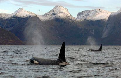 Orcas a la caza de arenques en la costa noruega de Tysfjord.