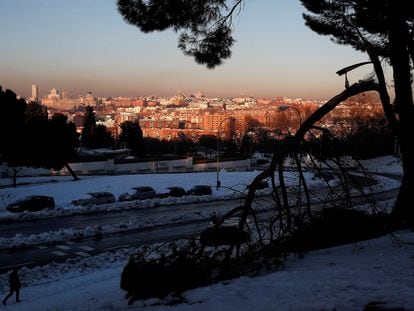 Un árbol frutal conquista las calles de Madrid | Madrid | EL PAÍS