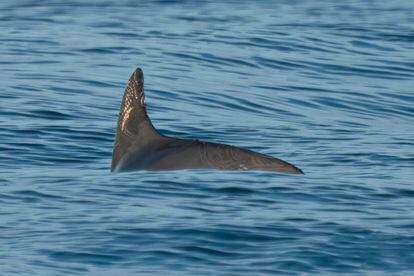 Una vaquita marina nada en el Golfo de California, en México, el 20 de mayo de 2023.