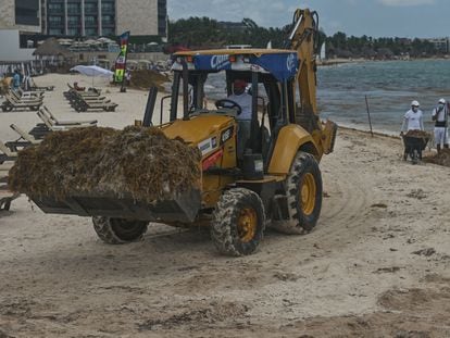 Trabajadores usan una excavadora, palas y carretillas para remover el sargazo en Playa del Carmen (Quintana Roo), en abril de 2022.