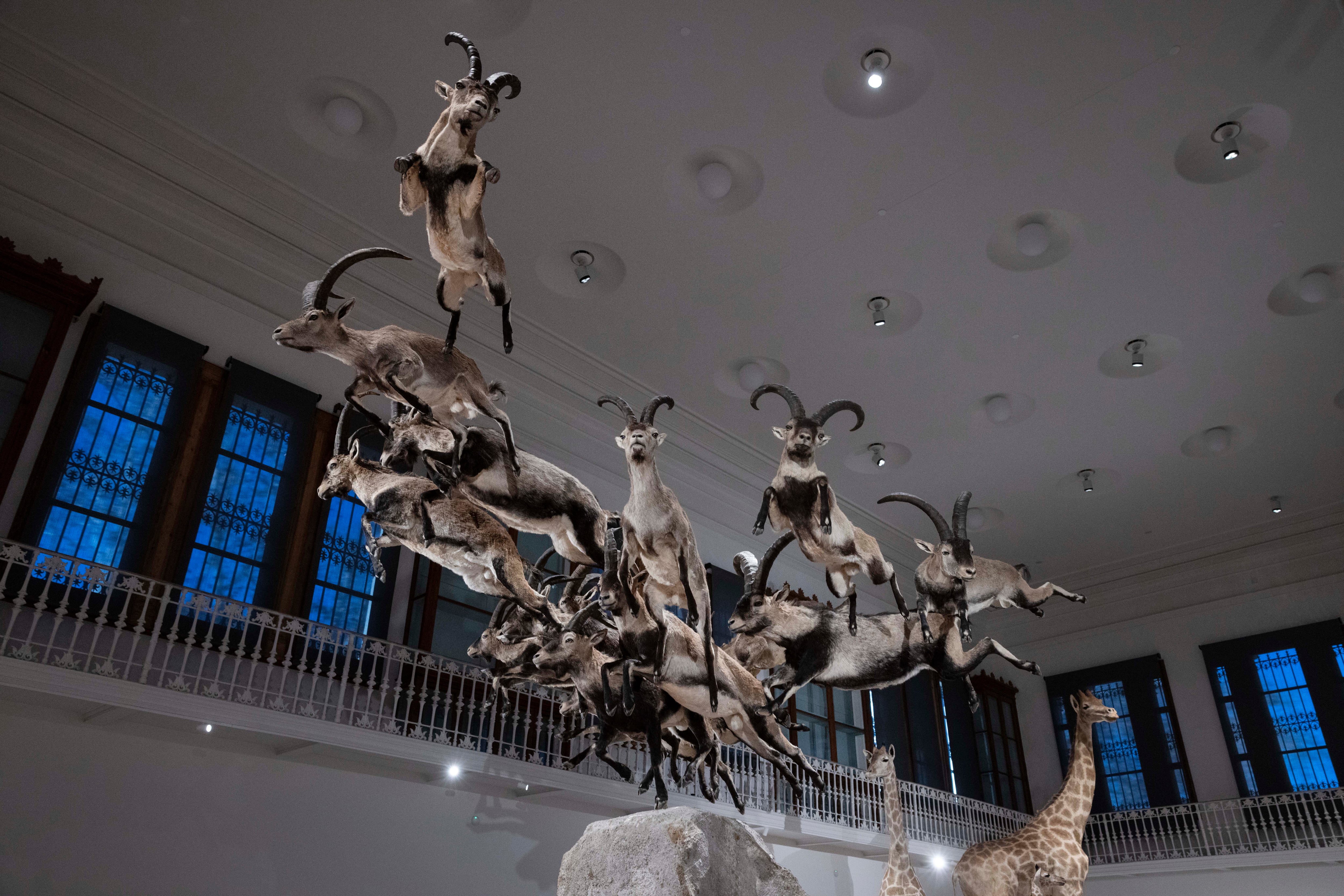 Imagen de la exposición inaugural del nuevo Museu Martorell de la Ciutadella.