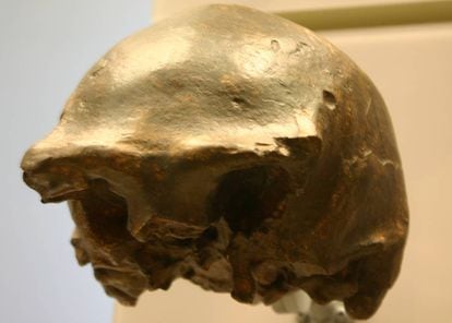 Uno de los cráneos de 'Homo erectus' encontrados en la isla de Java