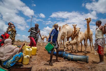 Unos pastores dan agua a sus camellos en un pozo en el condado de Garissa, Kenia, el 27 de octubre de 2021.